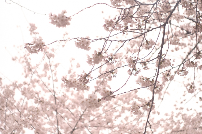 ツバキアキラが、FUJIFILM X-T2にCarl Zeiss 50mm F1.4レンズをつけて撮った、2022年の桜。