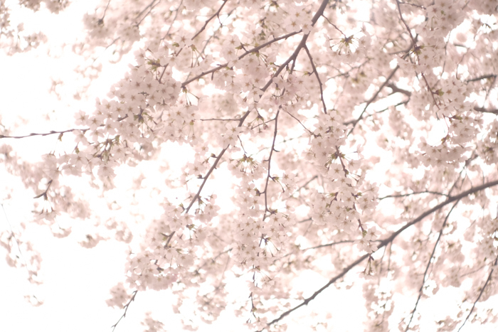 ツバキアキラが、FUJIFILM X-T2にCarl Zeiss 50mm F1.4レンズをつけて撮った、2022年の桜。