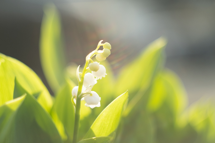 ツバキアキラが、FUJIFILM X-T2にZENITAR 50mm F2レンズをつけて撮った、４月の花。