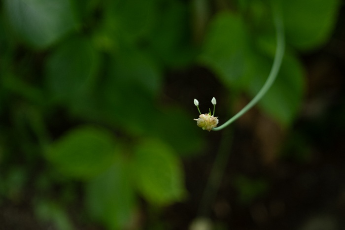 coLALAFUJIFILM X-T2TAMRON 35-80mm F2.8-3.5YĎBAcm̐ԁB