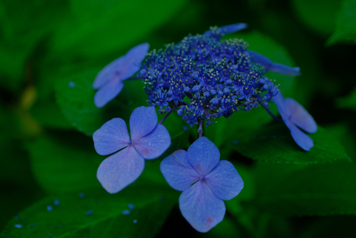 ツバキアキラが、FUJIFIM X-T2で撮った写真。雨の日の花は、しっとりと露を含んで美しい。