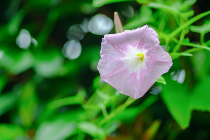 ツバキアキラが、FUJIFIM X-T2で撮った写真。雨の日の花は、しっとりと露を含んで美しい。