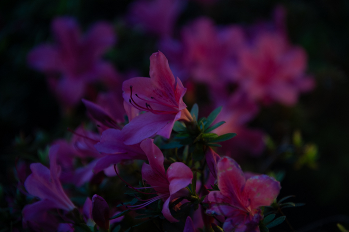 coLALNikon D850ŎBA[ꎞ̂B