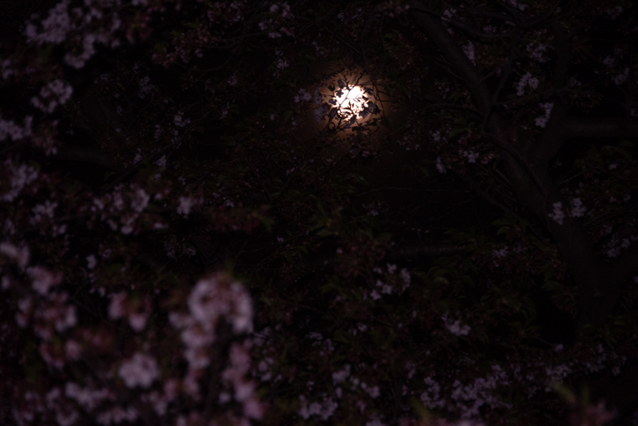 ツバキアキラが撮った、桜と月。
