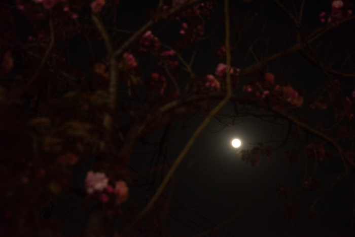 ツバキアキラが撮った、桜と月。
