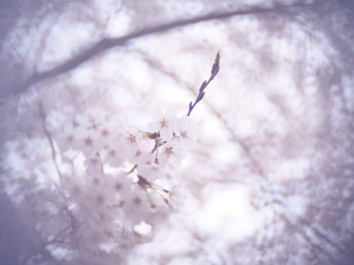 ツバキアキラがOlympus PEN Lite E-PL7に宝石レンズのIlluminarレンズをつけて撮った、2022年の桜。