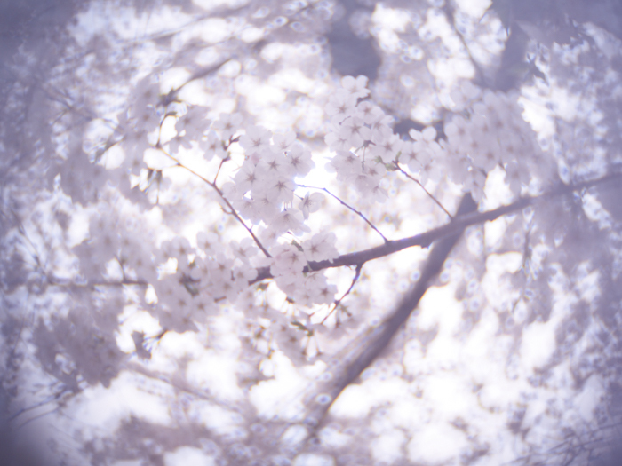 ツバキアキラがOlympus PEN Lite E-PL7に宝石レンズのIlluminarレンズをつけて撮った、2022年の桜。