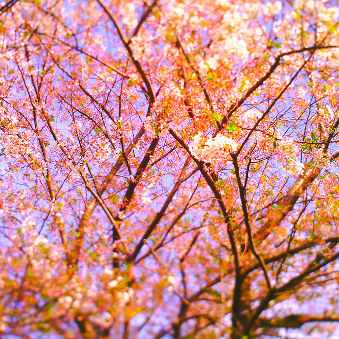 ツバキアキラがトイデジ・BONZART AMPELで撮った桜の写真。スクエア、チルトシフトレンズ、ビビッドモードと機能満載の１枚