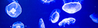 fkbana106.jpg