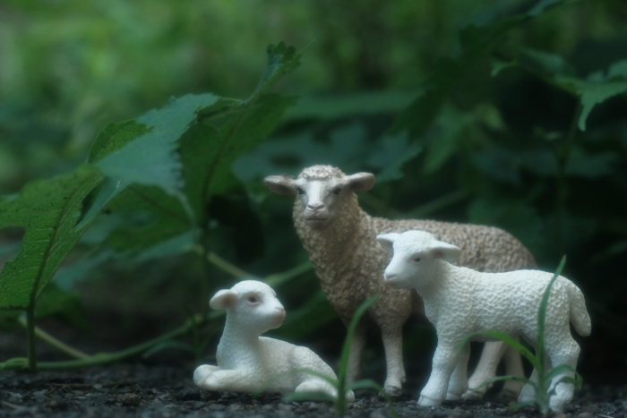 coLALBSchleichEr̐eq̎ʐ^B