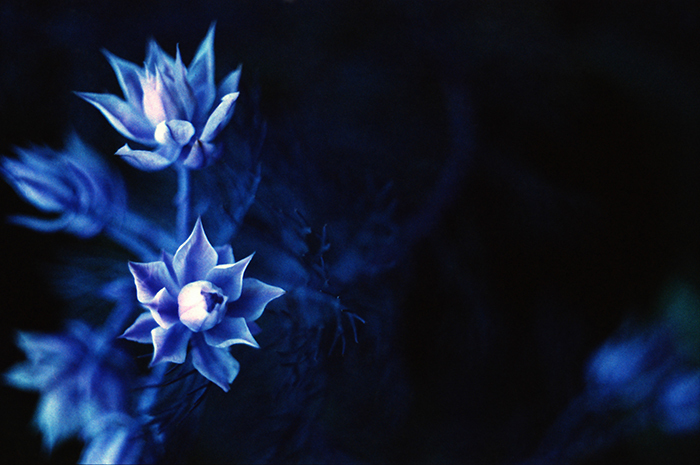 coLALAPENTAX MELomo Chrome PurpleŎBtBʐ^
